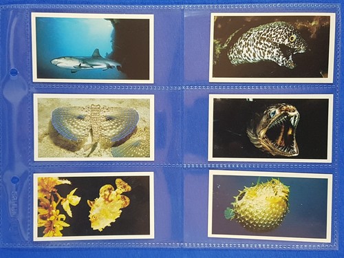 Doncella cigarette cards the - cigarette,
