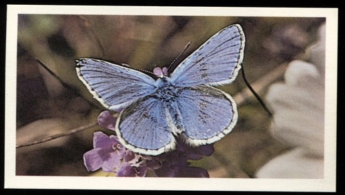 Tobacco card doncella - card,,