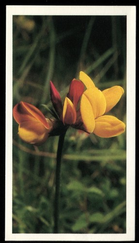 Tobacco card doncella - tobacco, card,