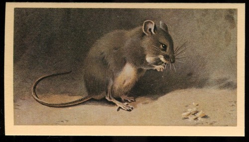 Tobacco card doncella - card,,