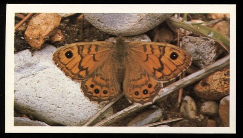 Tobacco card doncella - tobacco,