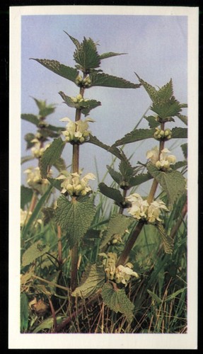 Tobacco card doncella - card,,