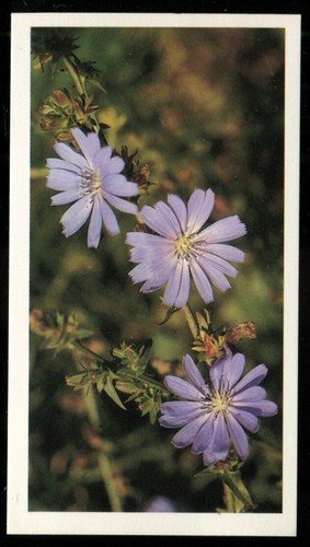 Tobacco card doncella - card,,