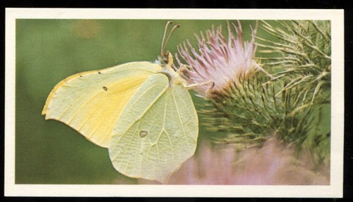 Tobacco card doncella - card,,