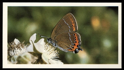 Tobacco card doncella - card,,