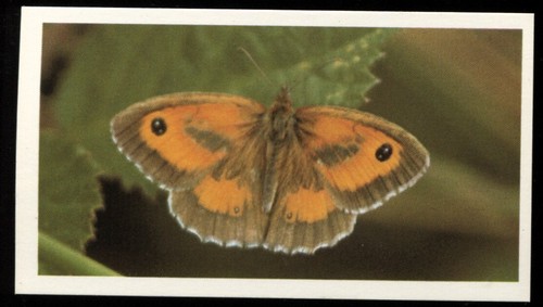 Tobacco card doncella - tobacco, card,