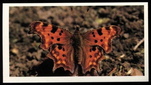 Tobacco card doncella - card,,