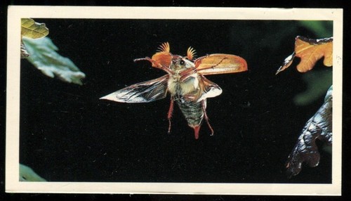 Tobacco card doncella - card,,