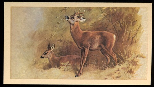 Tobacco card doncella - tobacco, card,