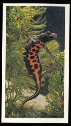 Tobacco card doncella - tobacco,