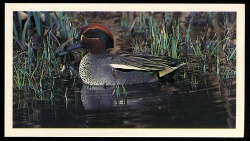 Tobacco card doncella - tobacco,