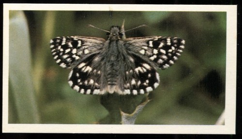 Tobacco card doncella - card,,