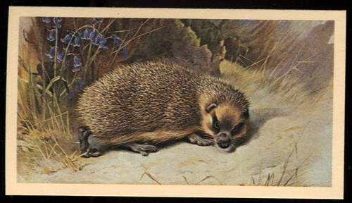 Tobacco card doncella - card,,
