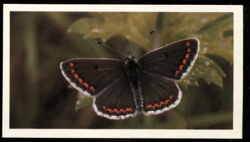 Tobacco card doncella - tobacco,