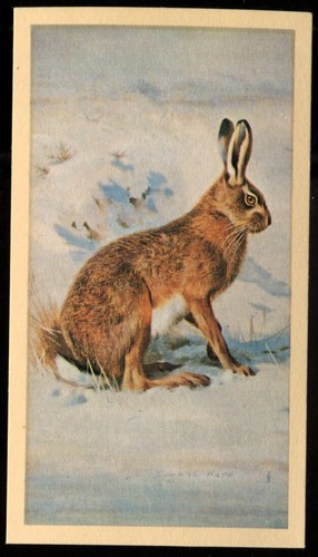 Tobacco card doncella - card,,