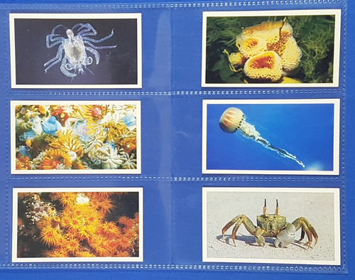 Doncella cigarette cards the - doncella,