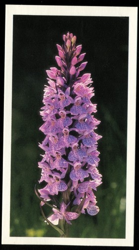 Tobacco card doncella - tobacco,