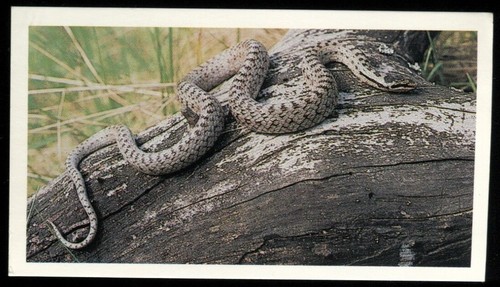 Tobacco card doncella - tobacco,